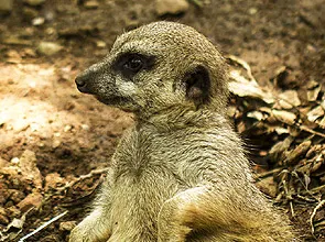 Phasellus pellentesque congue.