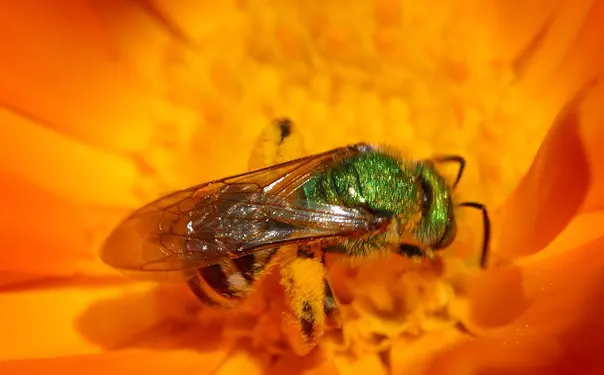Honey Bee