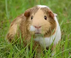 pet