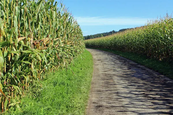 img07