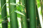 mobanwang.com