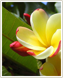 mobanwang.com