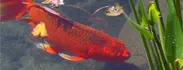 mobanwang.com