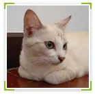 mobanwang.com