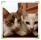 mobanwang.com