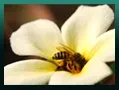 Flower and bee