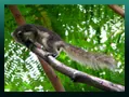 squirrel