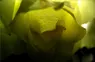 Yellow Rose