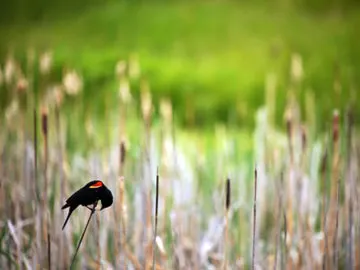 Image 03