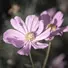 Flower 3