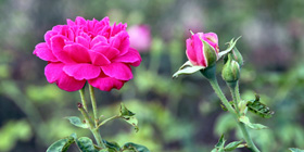 Image 03