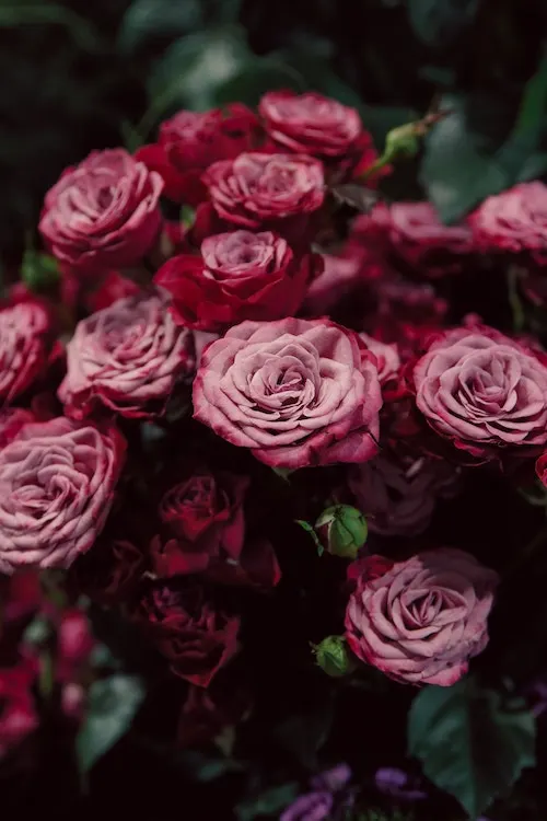 Red Flowers