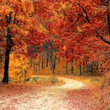 Autumn Forest