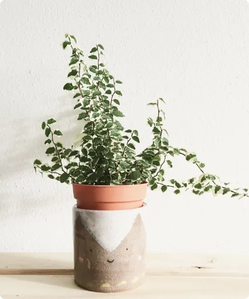 plant