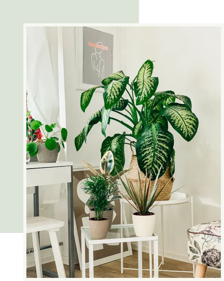 plant-image
