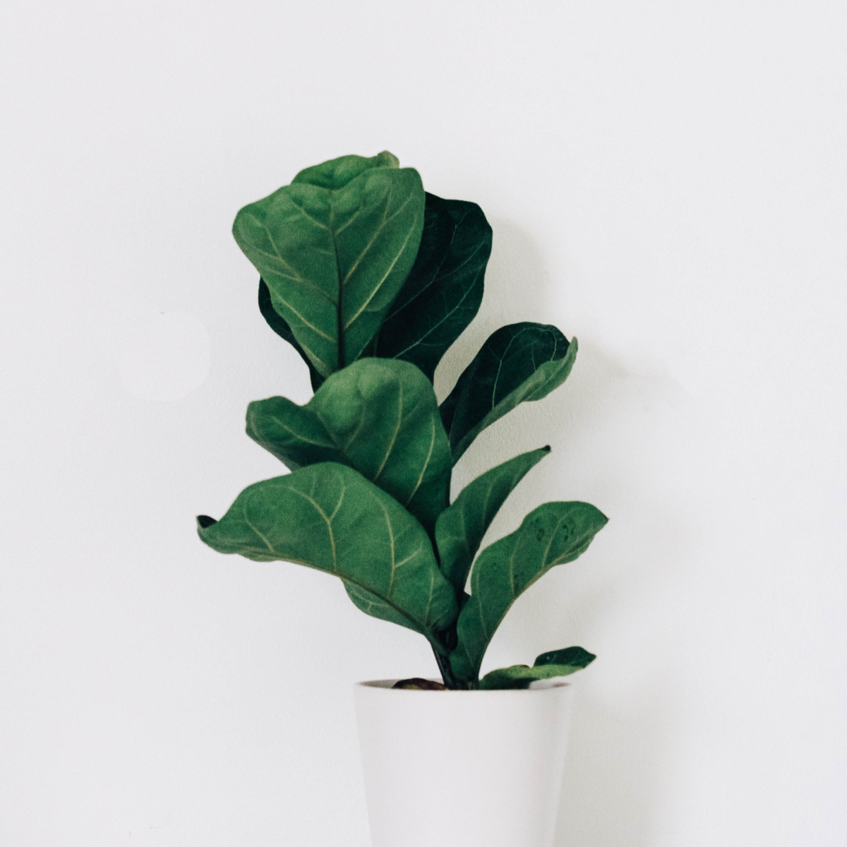 product-large
