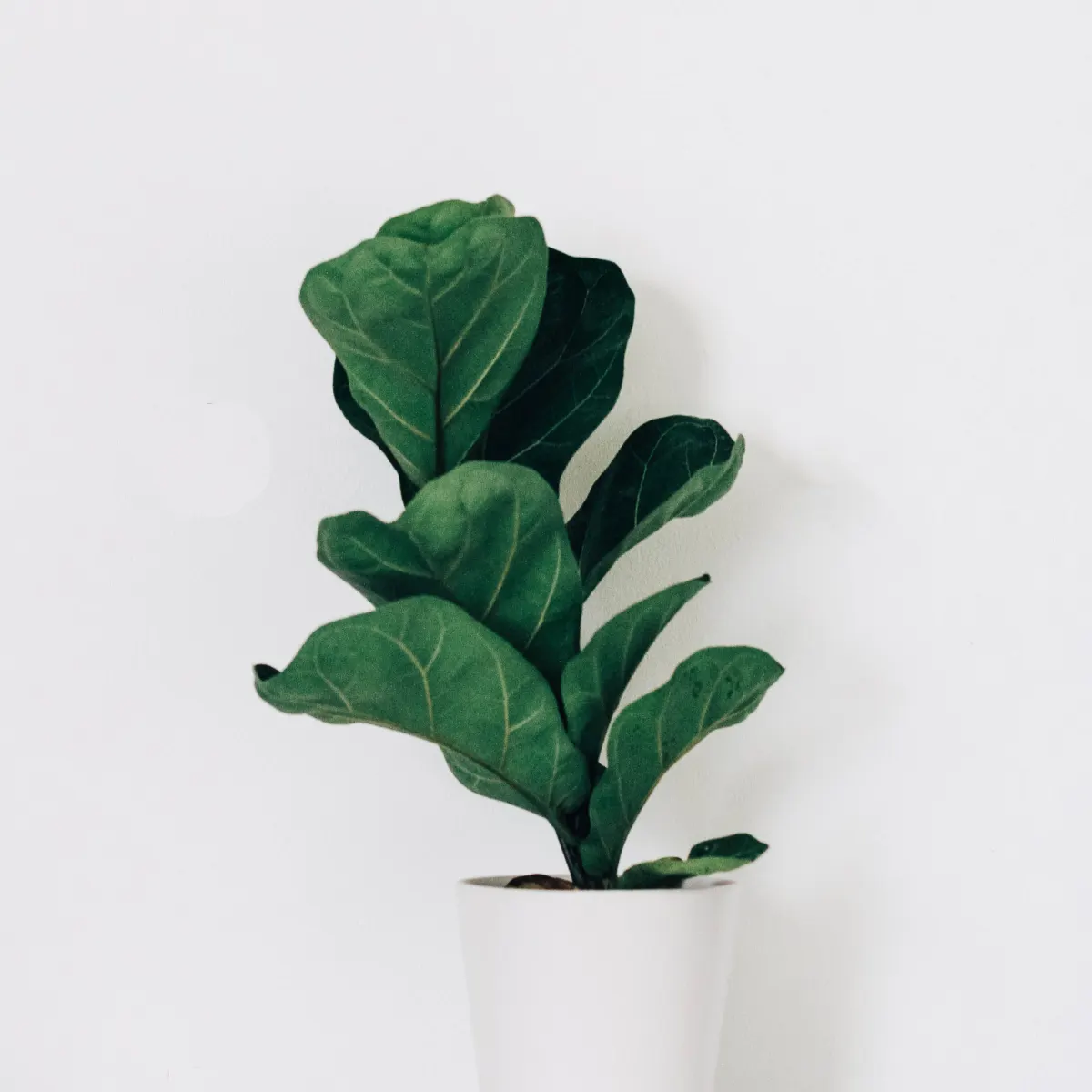 product-large