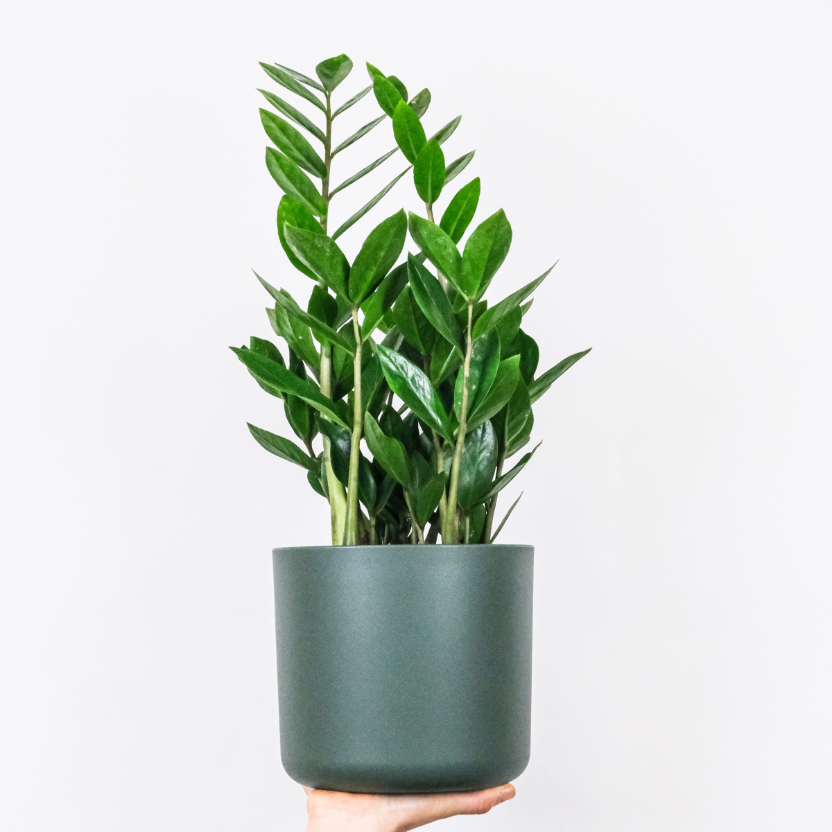 product-large