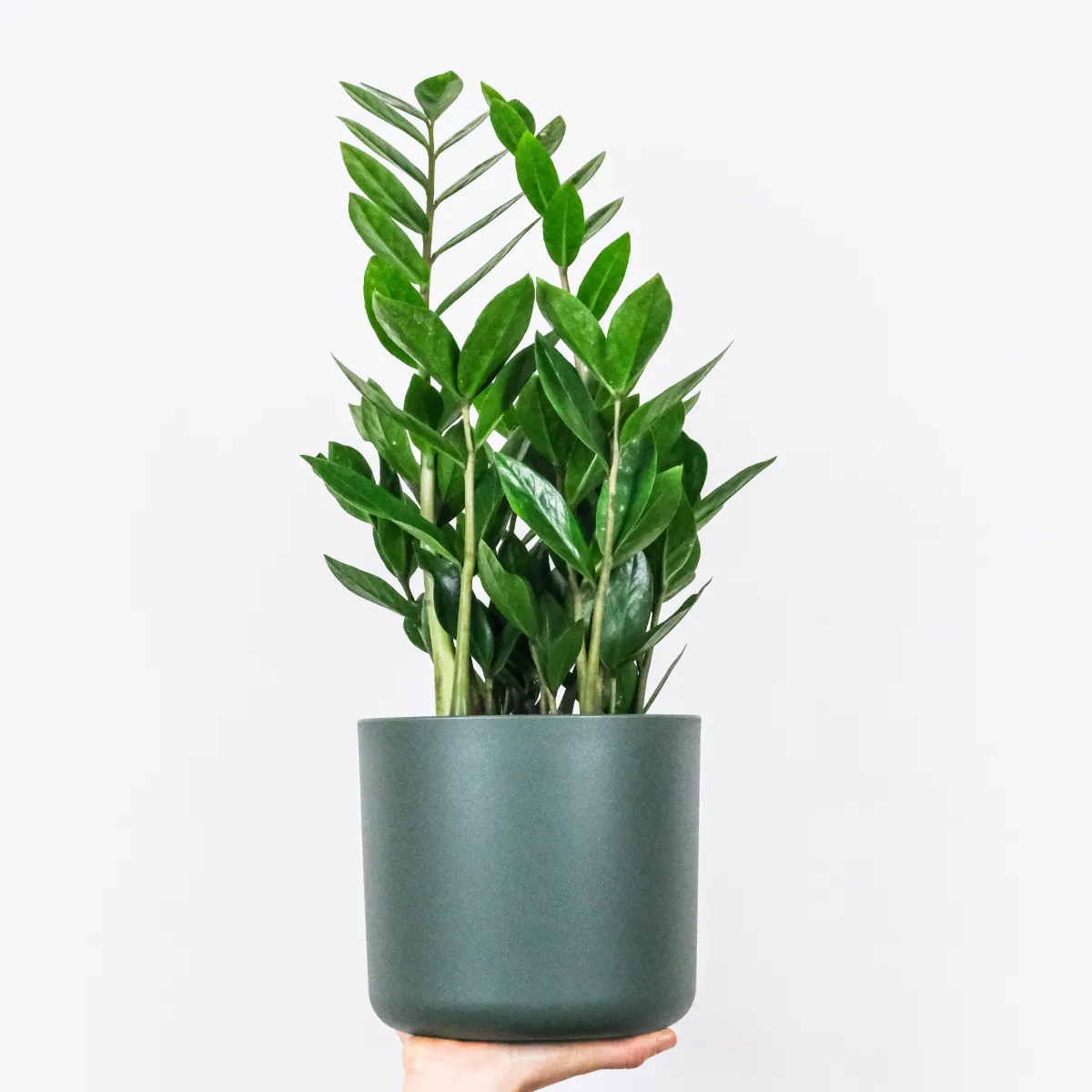product-large
