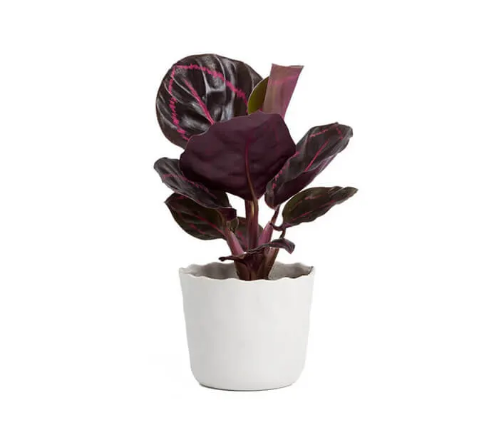 product_2