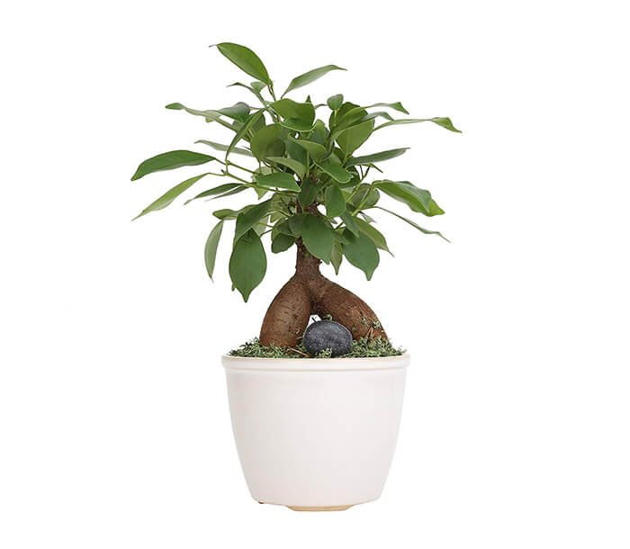 product_20