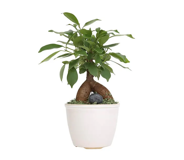 product_20