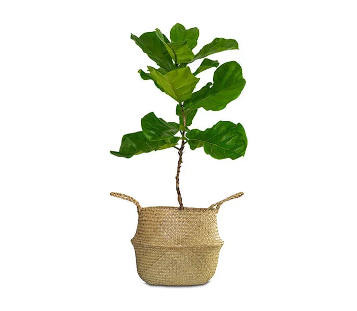 product_25