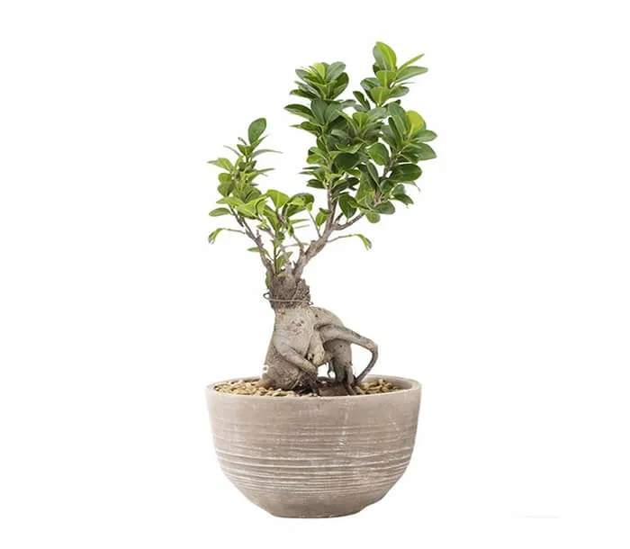 product_26