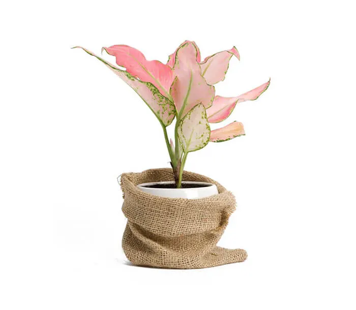 product_29
