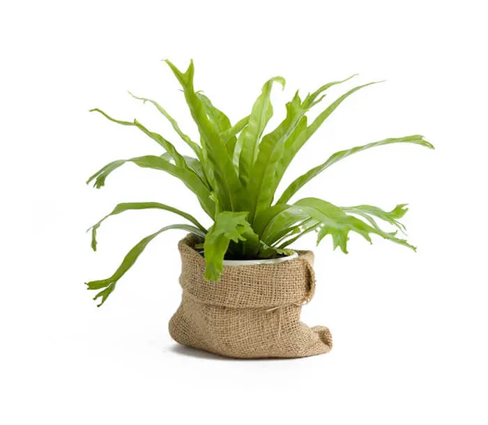 product_3