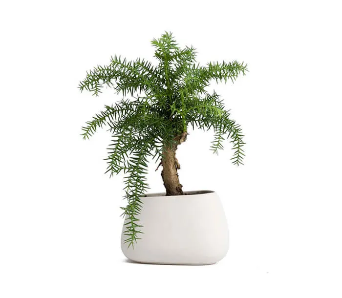 product_5