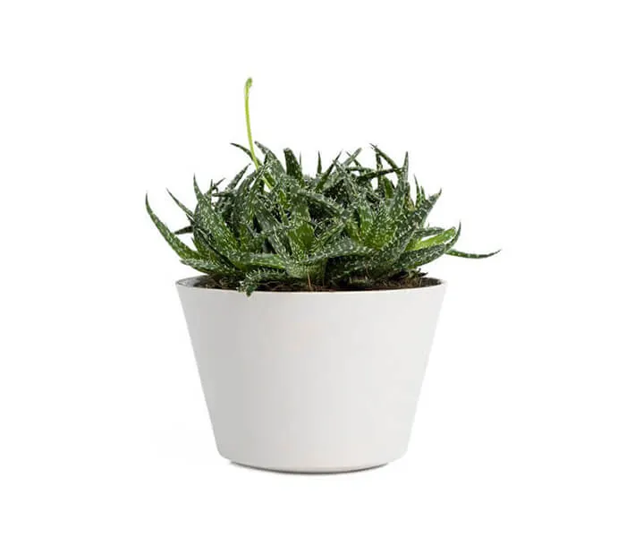 product_6