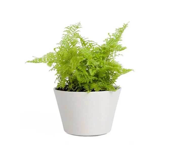 product_7
