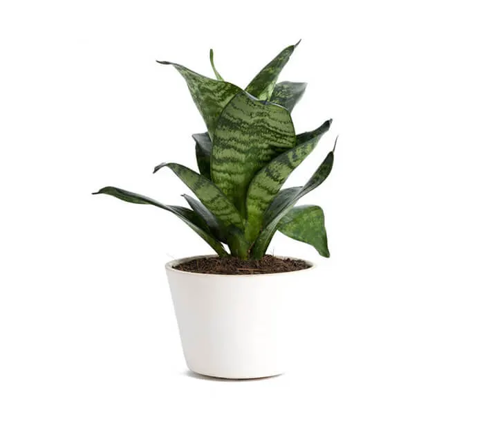 product_8