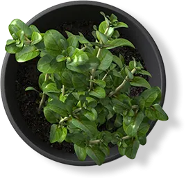 plant