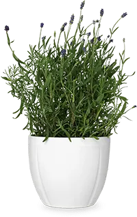 pot