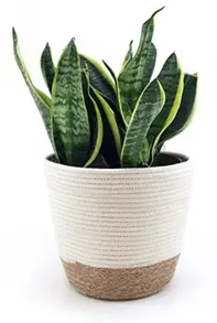 pot