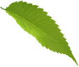 leaf