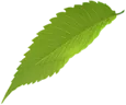 leaf