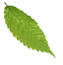 shape