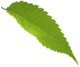 shape