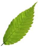 shape