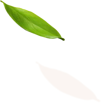 Shape Image