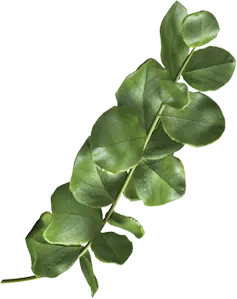 Leaf Image