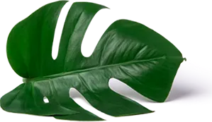 Leaf Image
