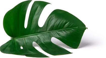 Leaf Image