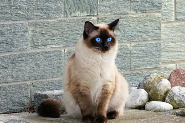 Siamese Kitten