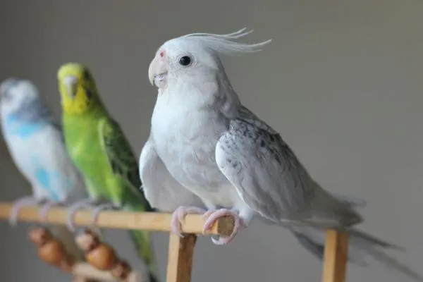 Cockatiel Bird