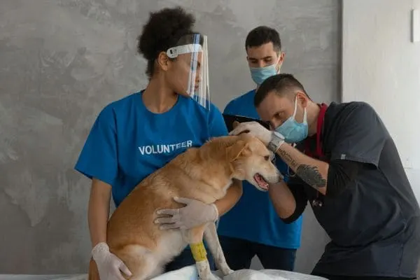 Veterinary Technician
