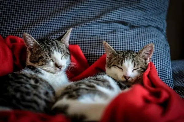 Neutering Spaying Camp